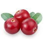Cranberry extract for cystitis
