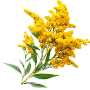 Goldenrod extract anti-inflammatory